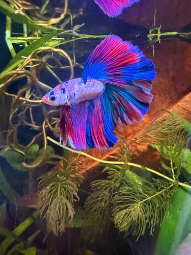 Reviewer's gorgeous Multicolor Halfmoon Betta fish, with vibrant blue and red fins, swimming in a planted tank.