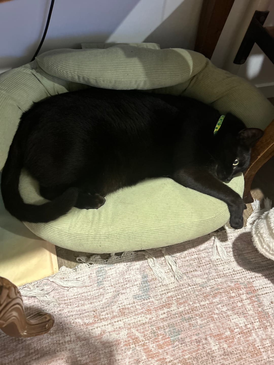 Customer photo review of CloudNest Elevated Pet Sofa Bed