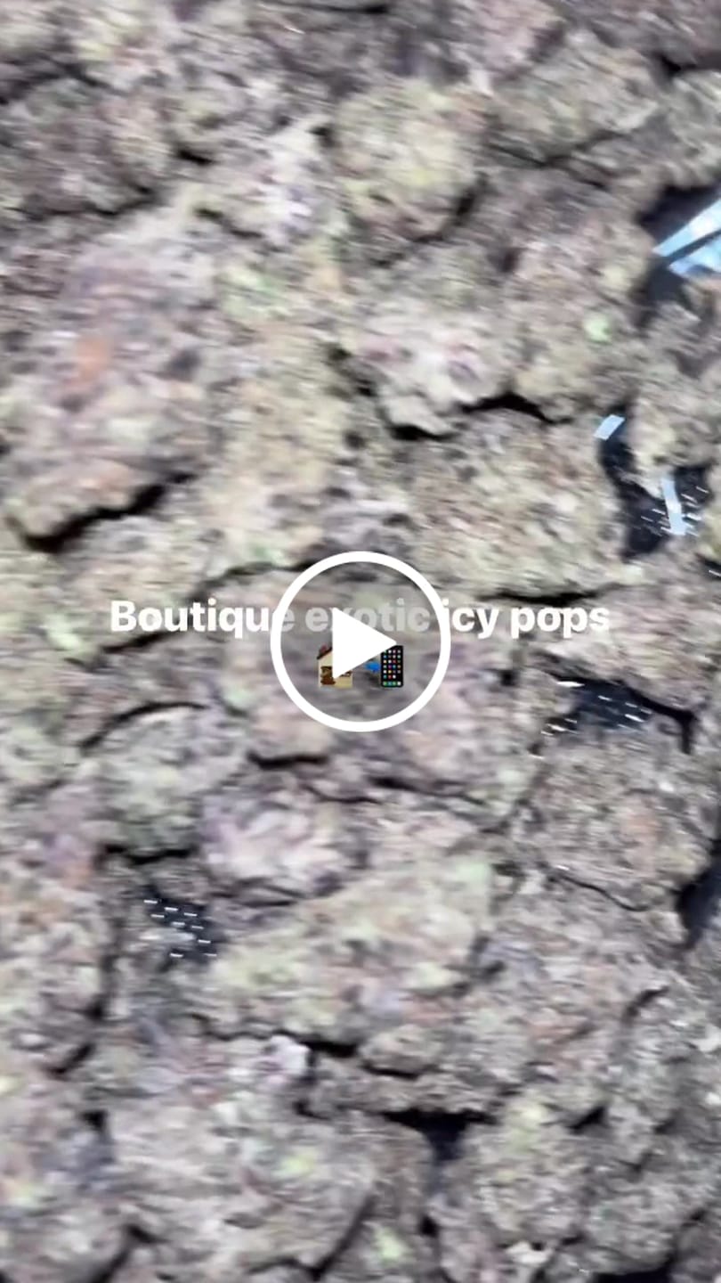 Customer video review of Icy Pop Indoor - Bulk - Hybrid