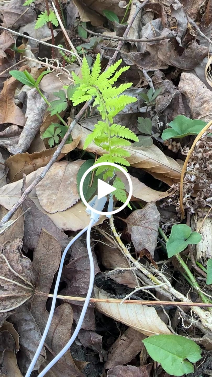 Customer video review of PlantWave