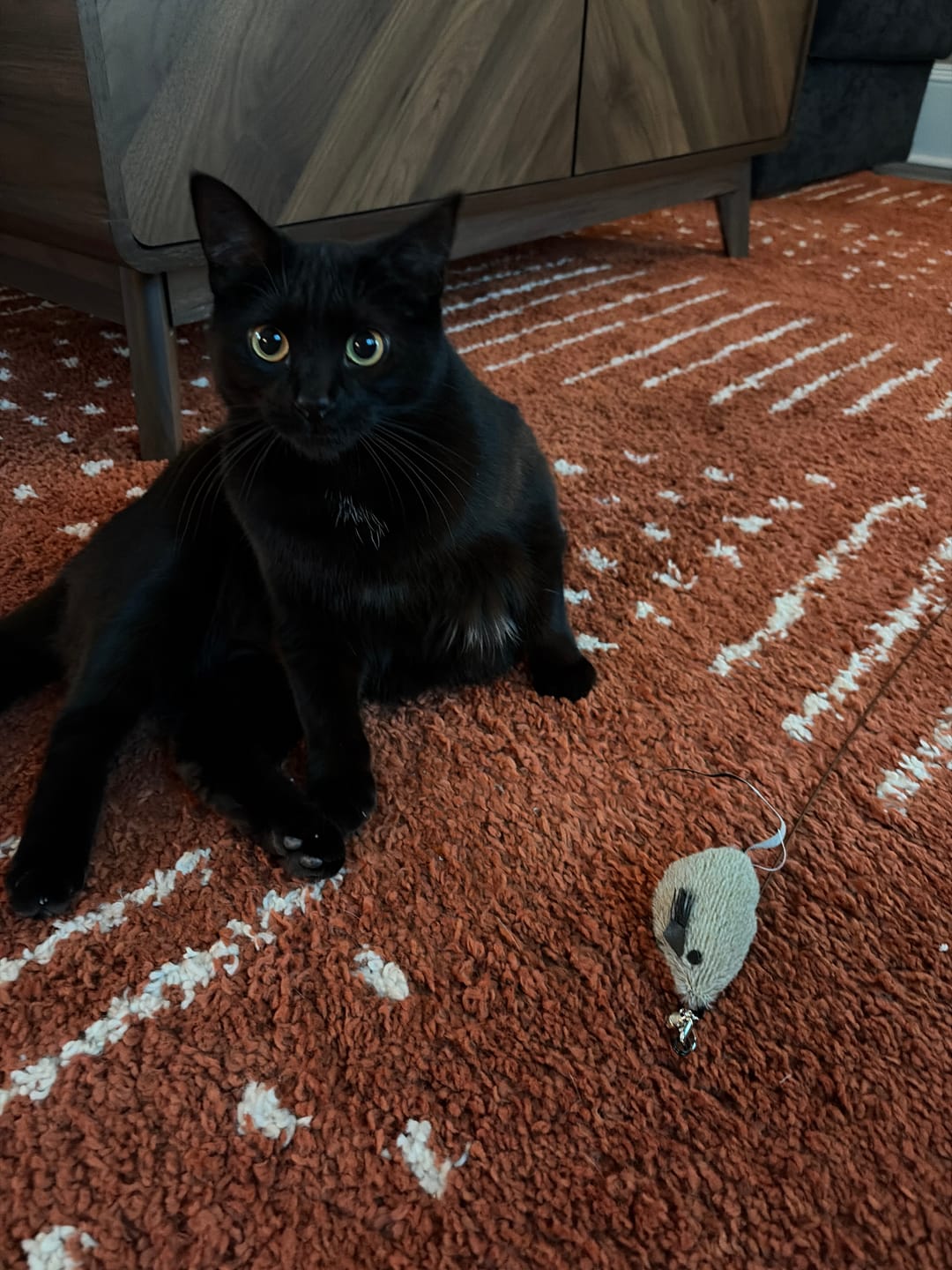 Customer photo review of Replacement Parts (for Interactive Bird Simulation Cat Toy)