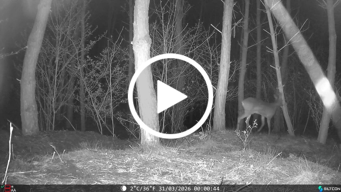 Customer video review of Siltcon® Wildcamera met Zonnepaneel 8K