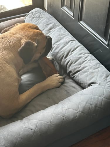 Customer's large dog lies in a gray quilted bed, chewing on a Cow Ear treat held between its paws.