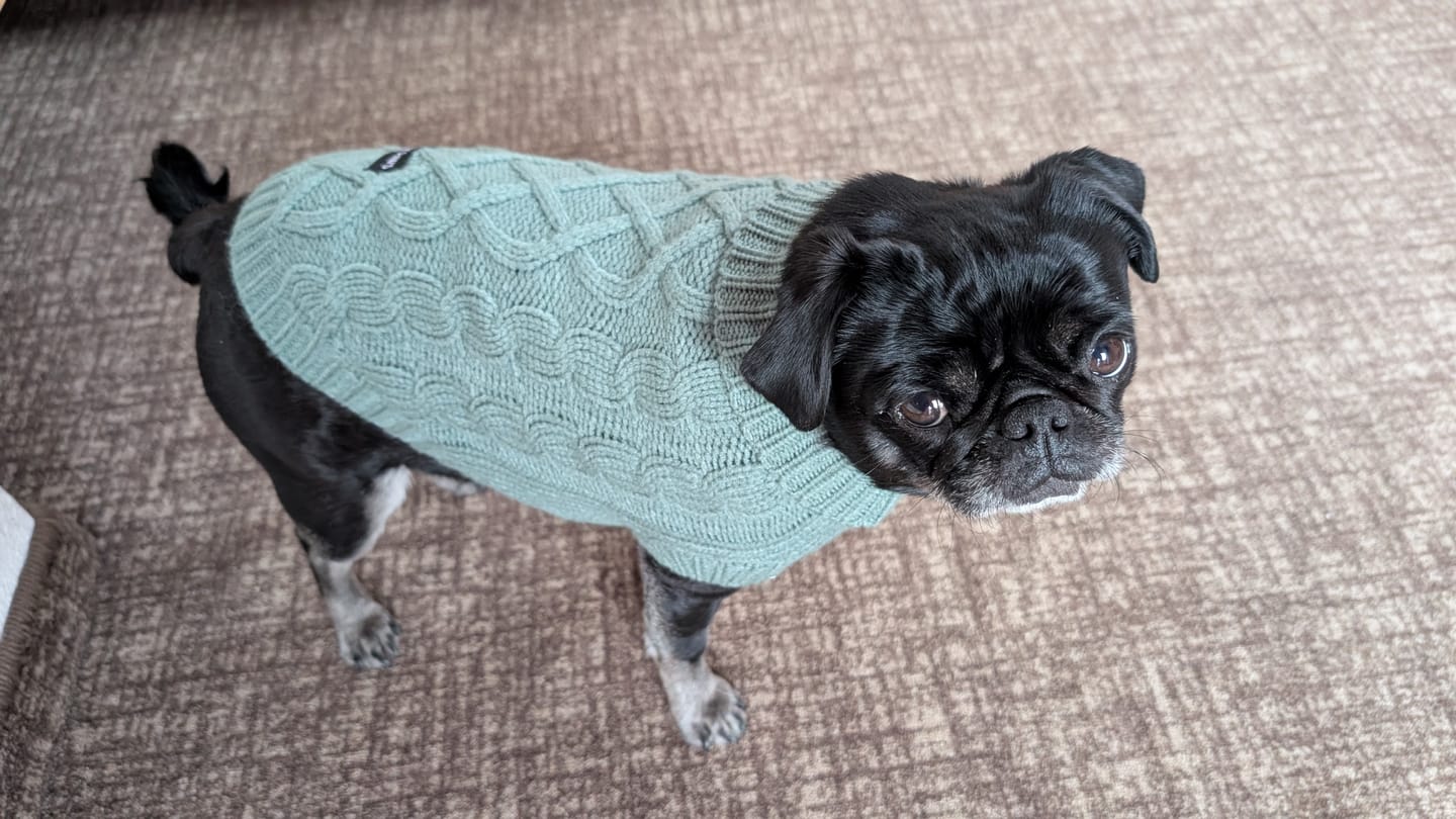 Customer photo review of Cable Knit Dog Sweater - Pine Green