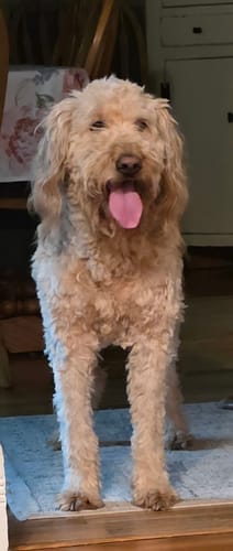 Customer photo review of Original Pet Grooming Vacuum Kit