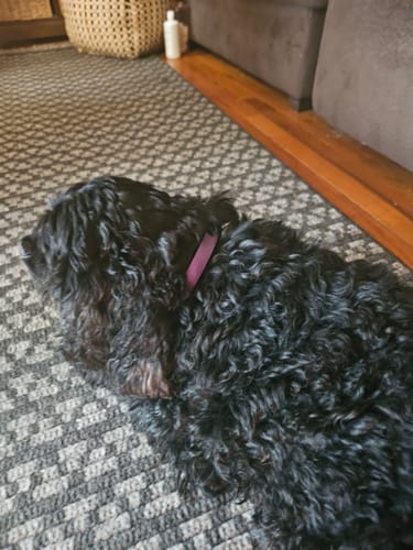 Customer's black curly-haired dog resting calmly while wearing the purple PawLax Collar.
