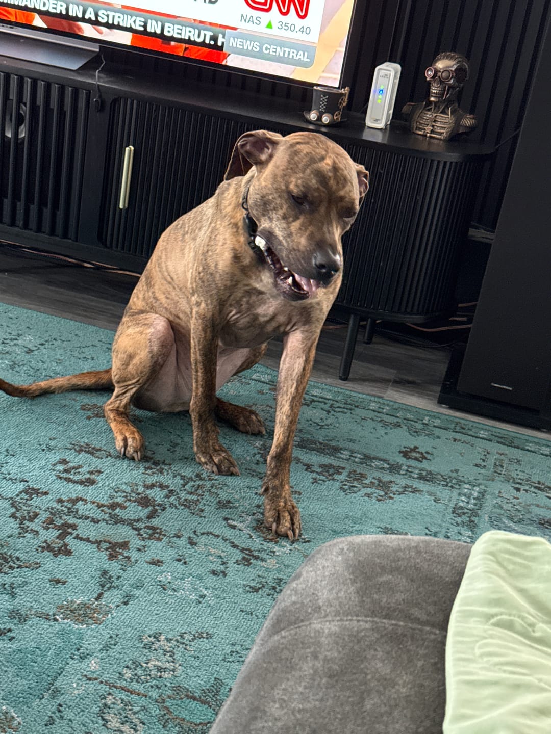 Customer photo review of Natural Farm Bully Stick Cold Dried Raw 6”