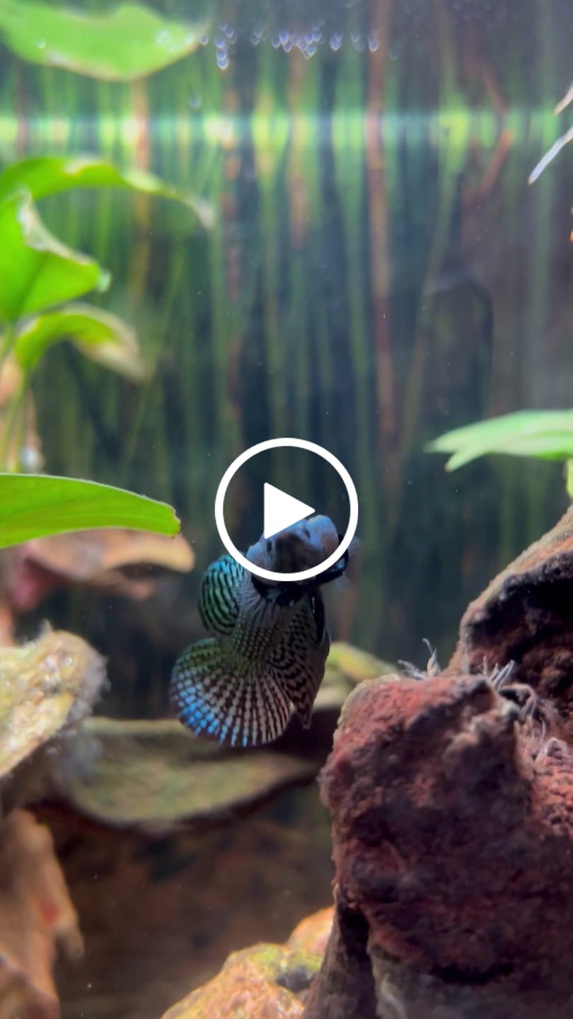 Customer video review of Wild Alien Copper Male Betta Fish