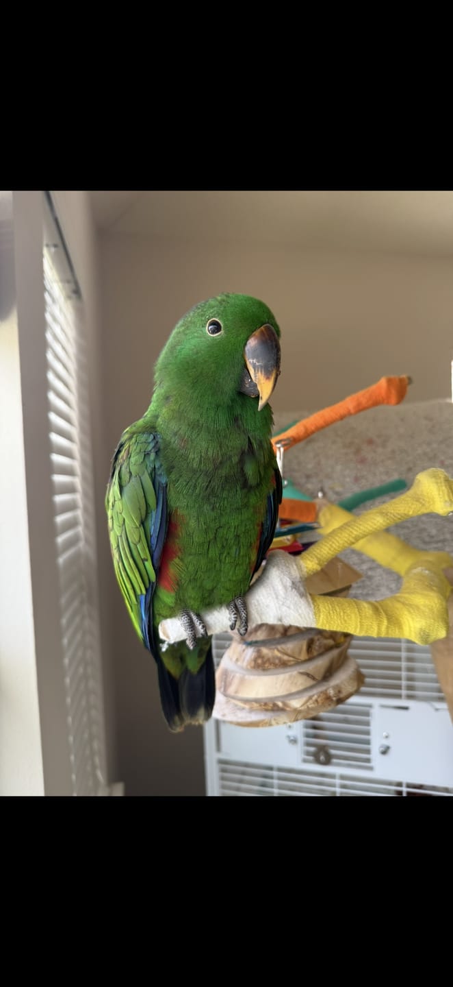 Customer photo review of Big Boy Yucca Bird Toy – Natural Chew Toy for Parrots & Aggressive Chewers