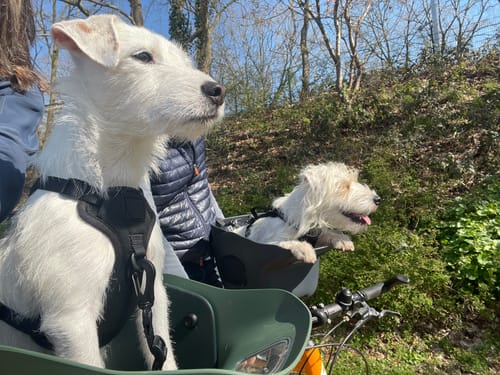 Customer's two white Parson Russell terriers, Max and Moos, sitting in their Kvisp Dog Bike Carriers outdoors.