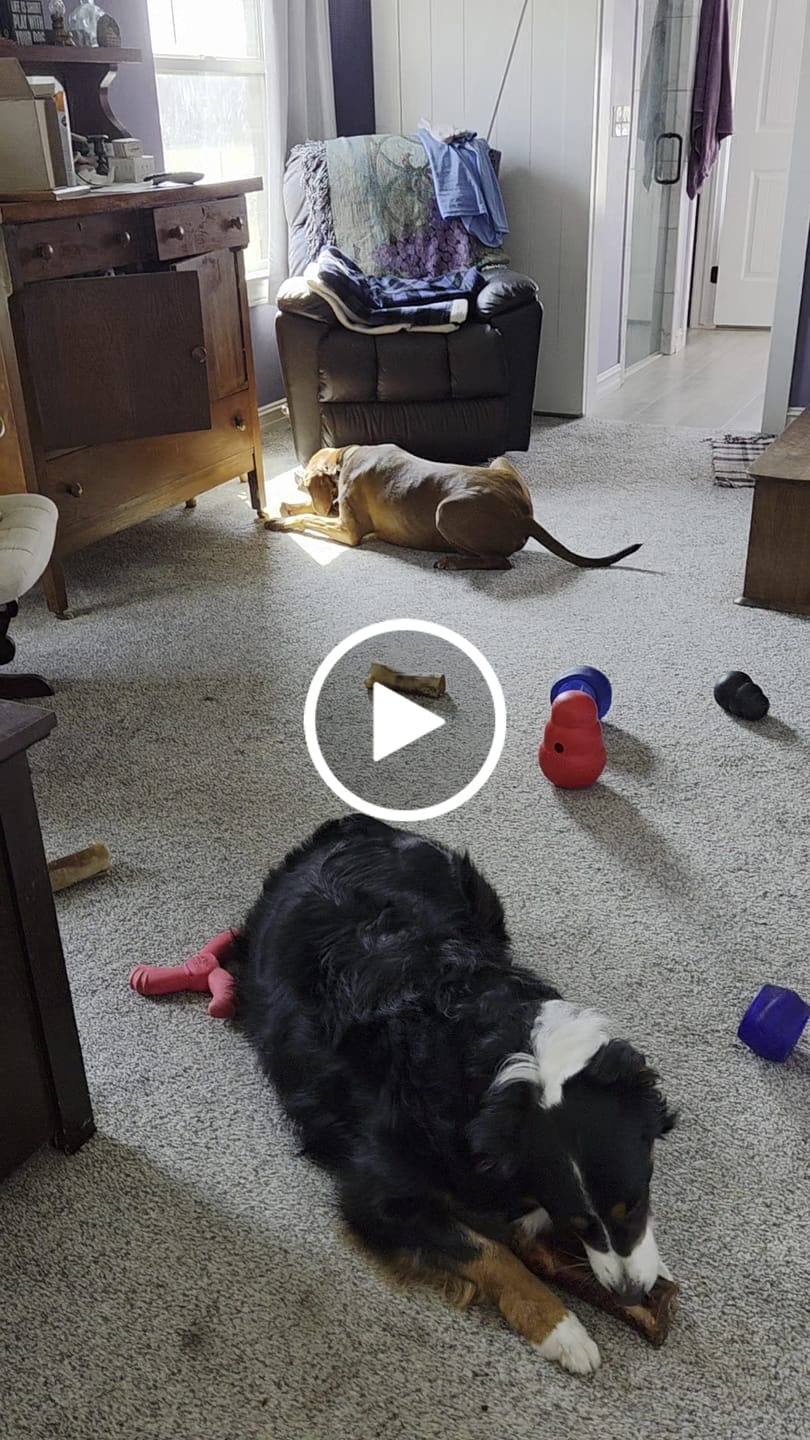 Customer video review of Large Dog Black Friday Bundle II (4x 5oz Jerky Bags + 4x LARGE Smoked Marrow Bones)