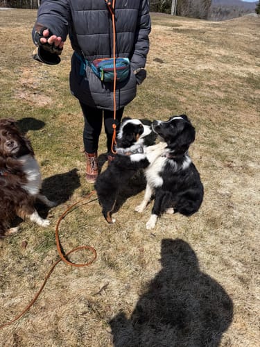 Customer photo review of Biothane Long Line with Detachable Handle