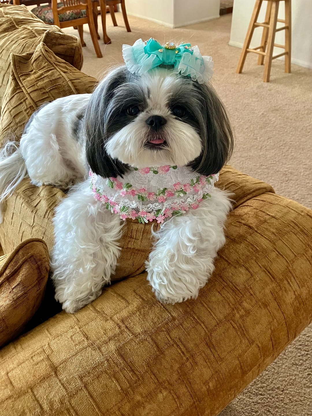 Customer photo review of Susan – Handmade Easter Floral Lace Bandana for Cats and Dogs