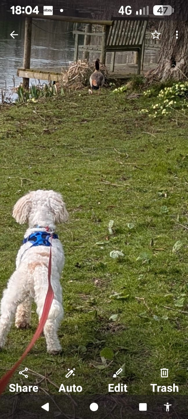 Customer photo review of Green Lipped Mussel Powder For Dogs