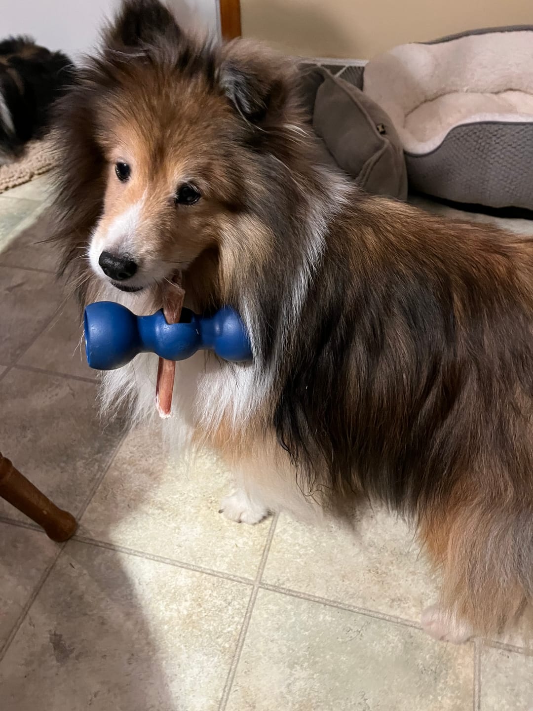 Customer photo review of 10-12 Inch Champion Chew