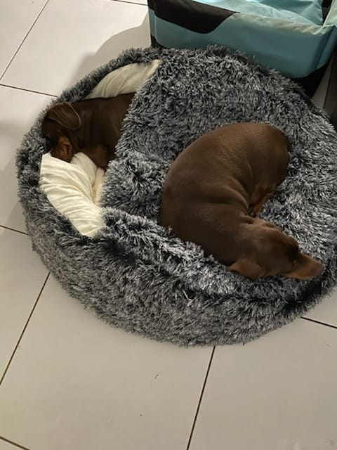 Customer photo review of Pet Cave Dog Bed - Removable Cover