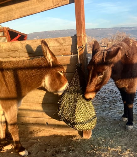 Customer photo review of Hay Chix® Half Bale Net