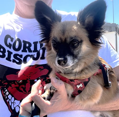 Customer photo review of Boneflex Harness Silver