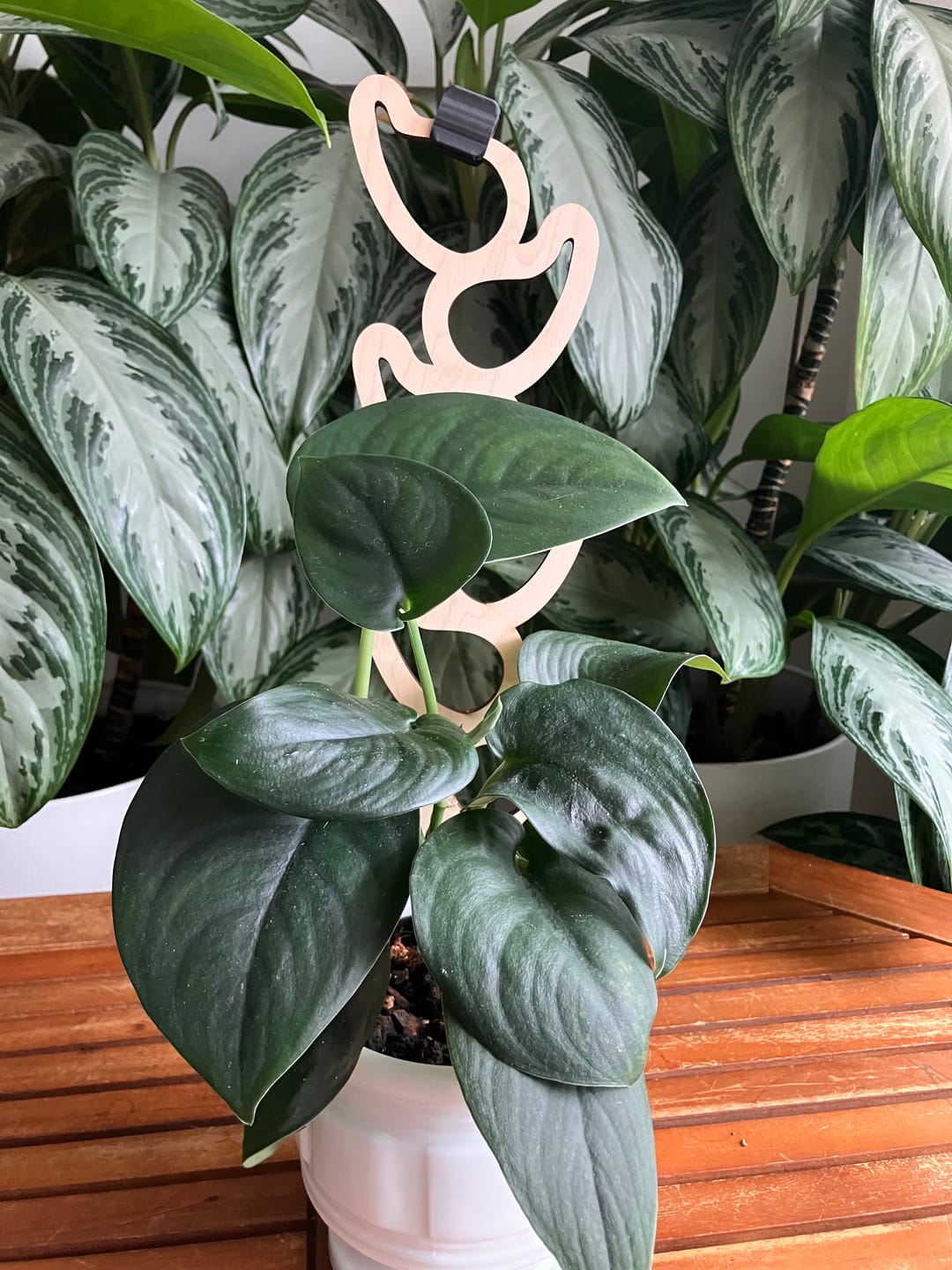 Customer photo review of Kora - Extendable Wooden Support for Climbing Houseplants