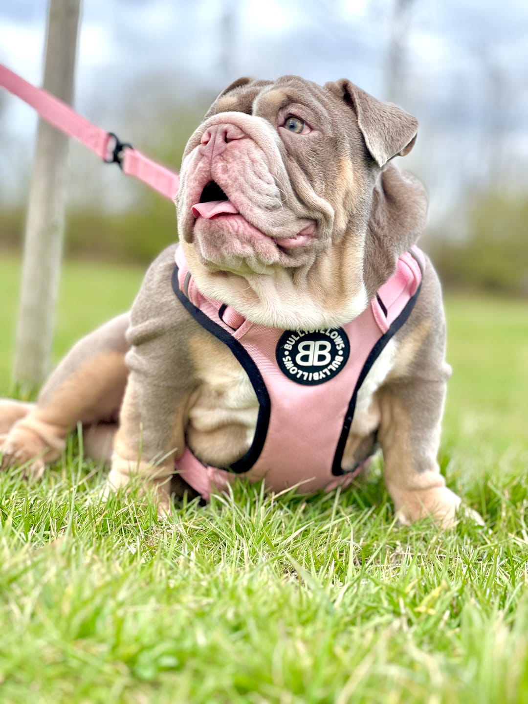 Customer photo review of 1.4m Swivel Combat Lead | Anti-Tangle & Secure Clip - Pink