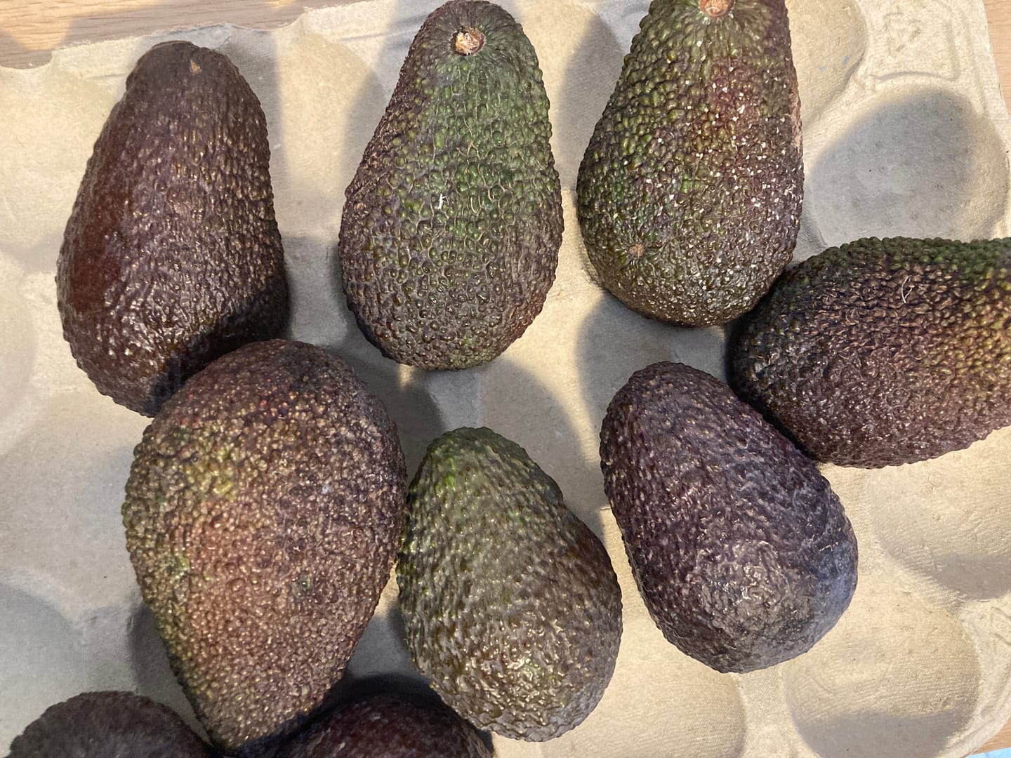Customer photo review of Avocado Hass Bio 13 Monate baumgereift von Julian