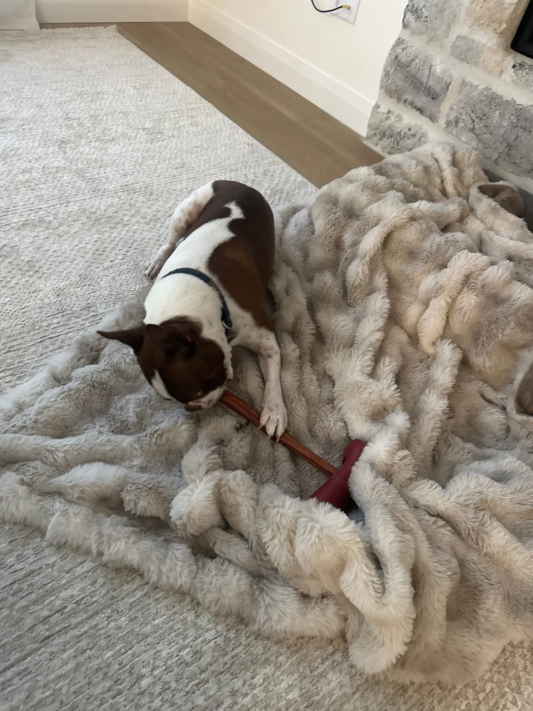 Customer photo review of 12 Inch Thick Bully Stick