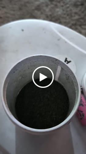 Customer video review of Orange 43 Shake (BOGO)