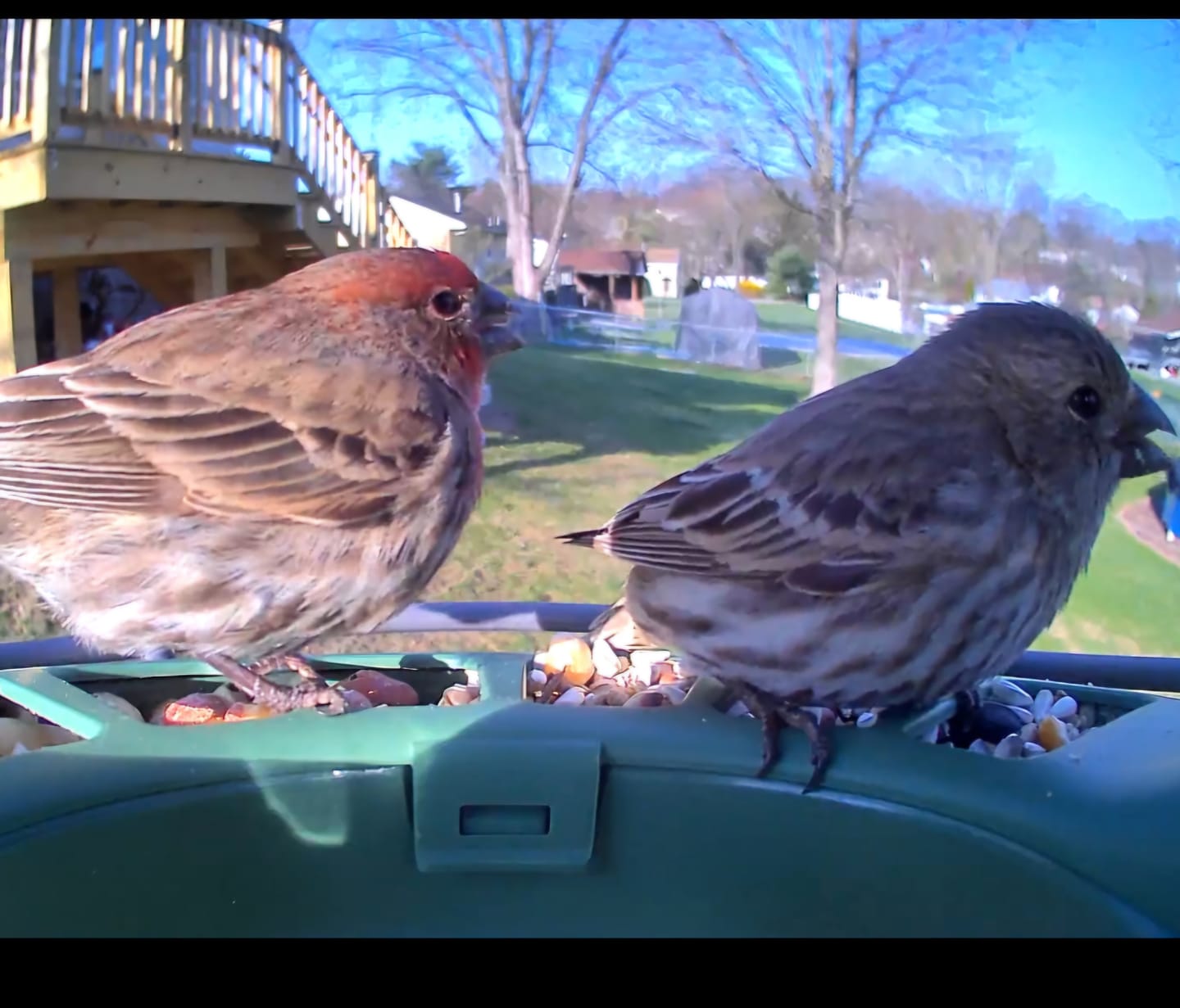 Customer photo review of Birdfy Feeder 2 Pro - Dual-Lens Smart Bird Feeder with Camera