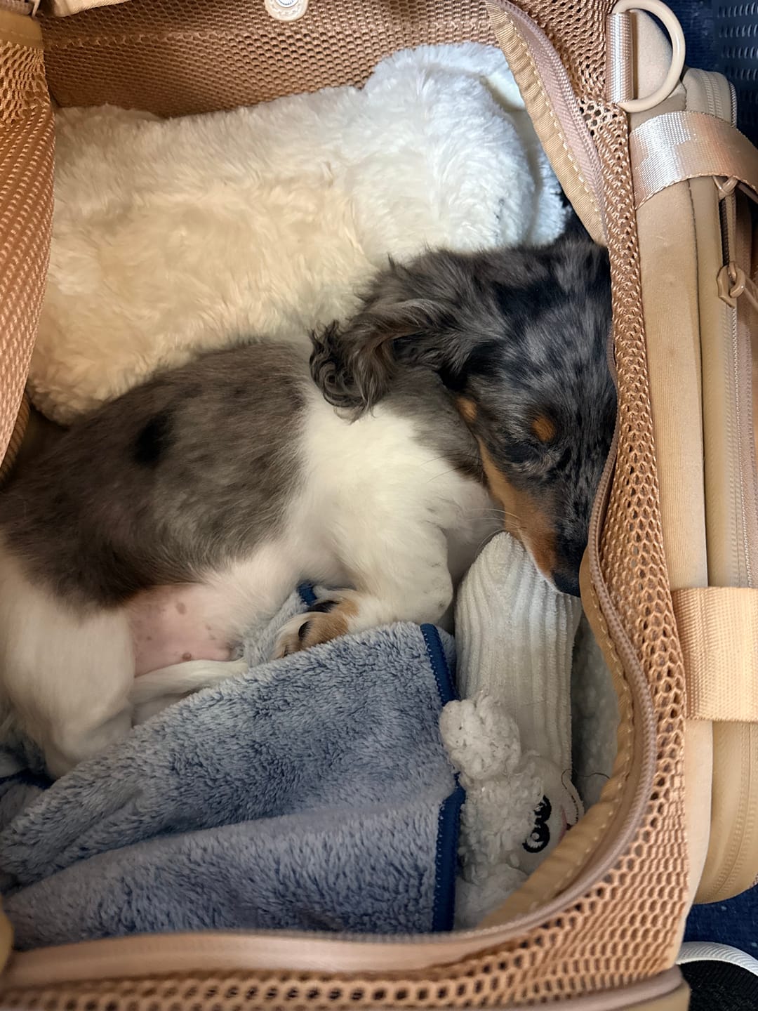 Customer photo review of Airline Approved Travel Pet Carrier