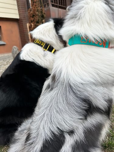 Customer photo review of 4cm LIGHTER Combat® Collar | With Handle Rated Clip - Black, Yellow & Gold