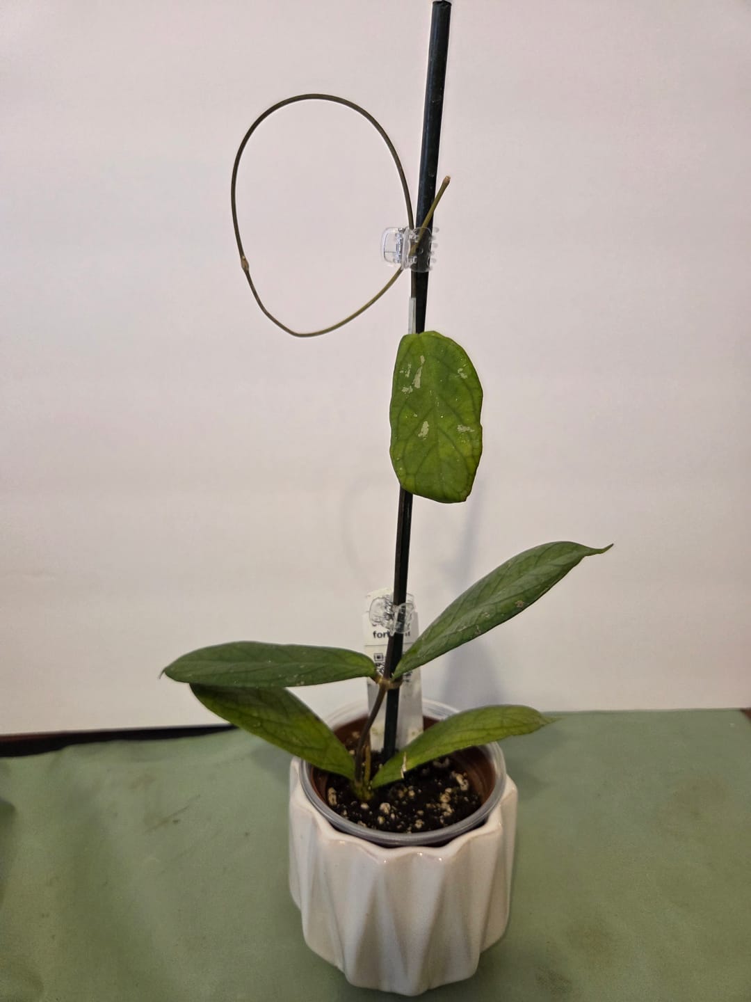 Customer photo review of Hoya forbesii