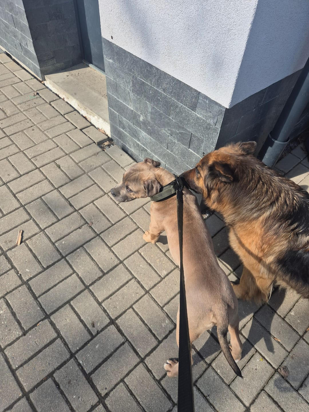 Customer photo review of Smycz nylonowa Walk Leash - Black Edition Khaki