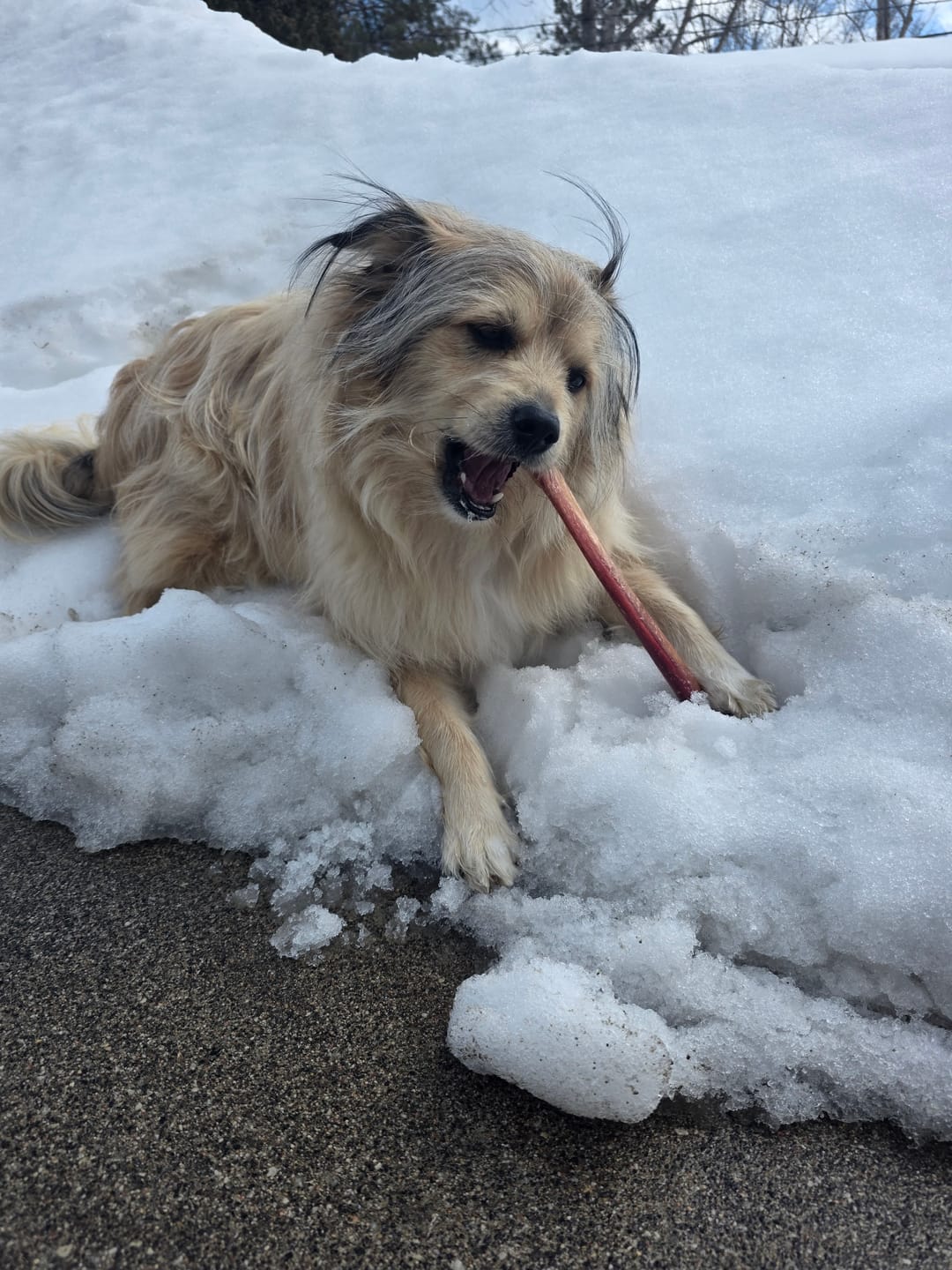 Customer photo review of 12 Inch Thick Bully Stick