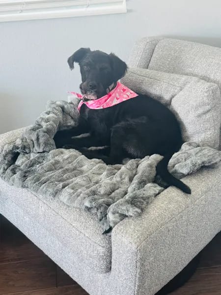 Customer photo review of Cloud Blanket