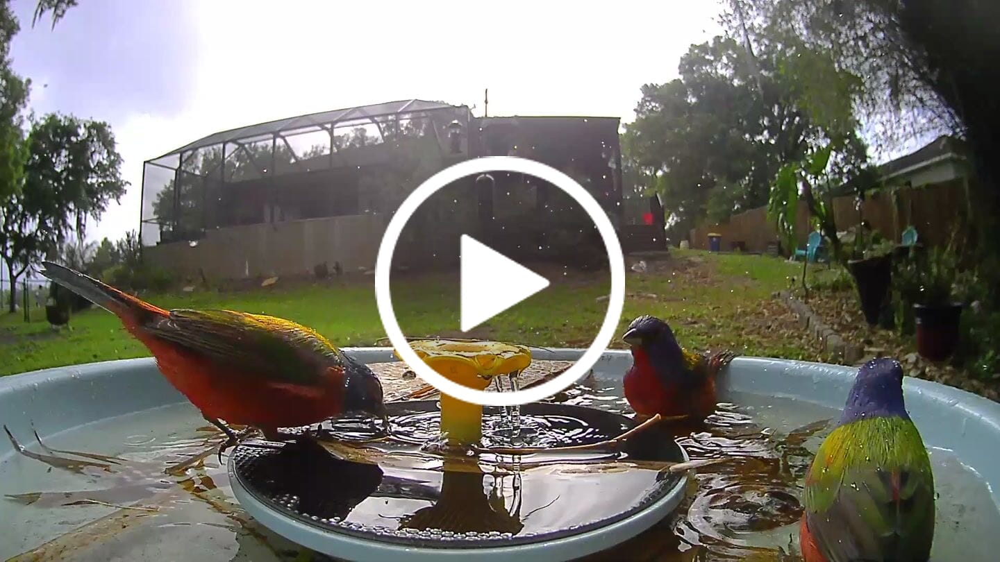 Customer video review of Birdfy Bath Pro - Solar-Powered Smart Birdbath with Fountain
