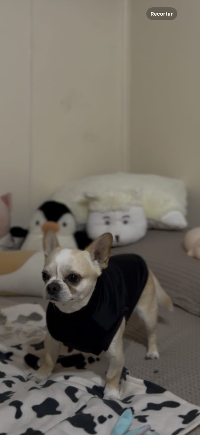 Customer photo review of Polera Térmica Power Stretch™