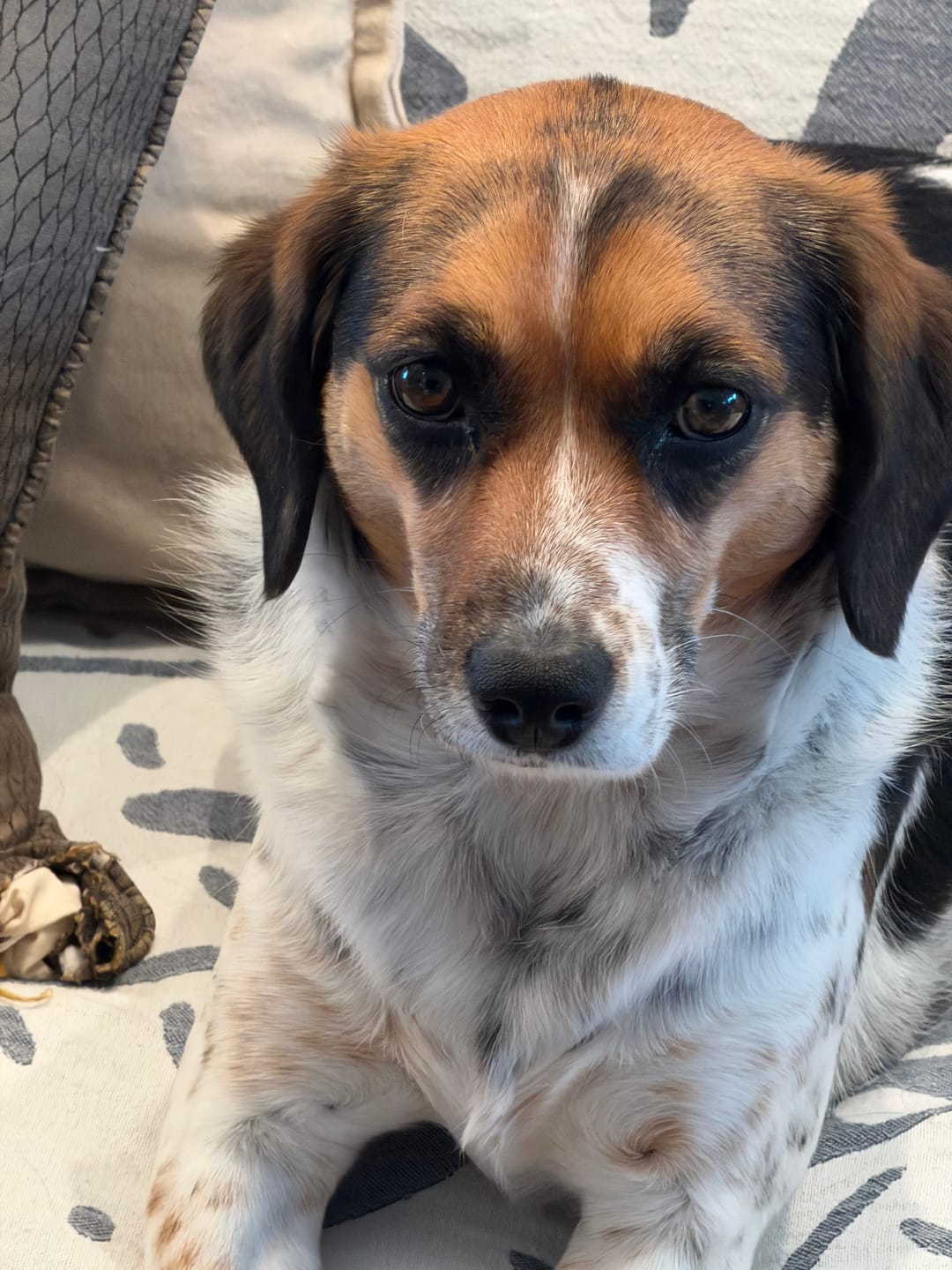 Customer photo review of Large Dog Black Friday Bundle (Your 12oz Jerky+2 Large Bones+12" Hick. Bully)
