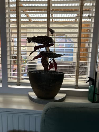 Customer photo review of Begonia Maculata Kunstplant 55cm