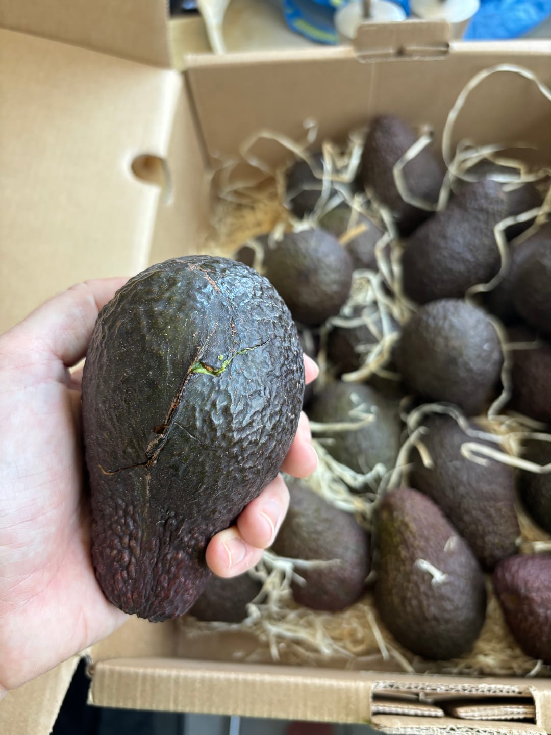 Customer photo review of Avocado Hass Bio 13 Monate baumgereift von Julian