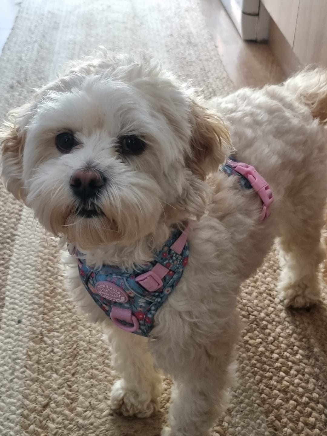 Customer photo review of Tough Trails™ Harness -  Whimsical Wildflowers