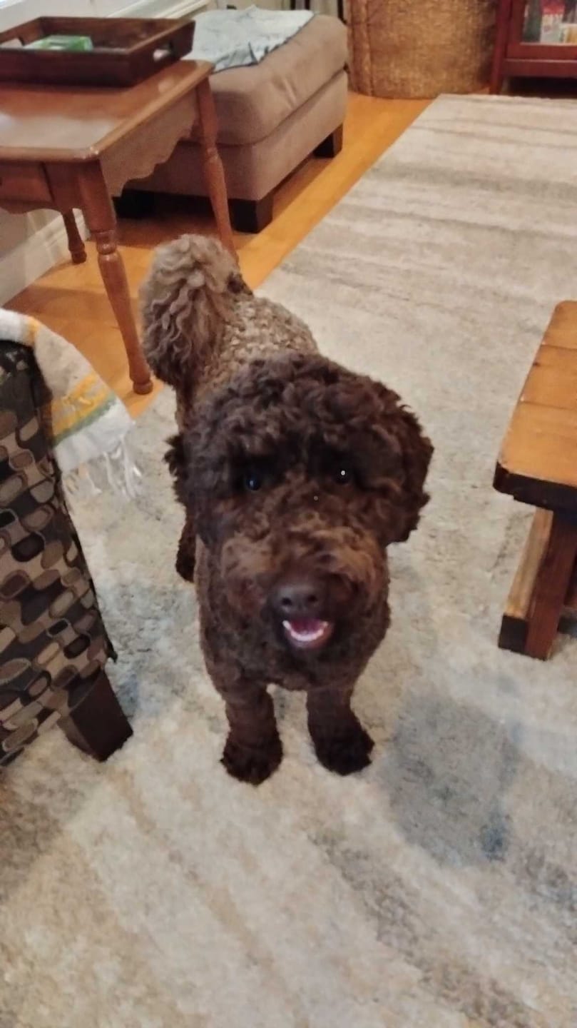 Customer photo review of Himalayan Yak Chew Flavor Pack