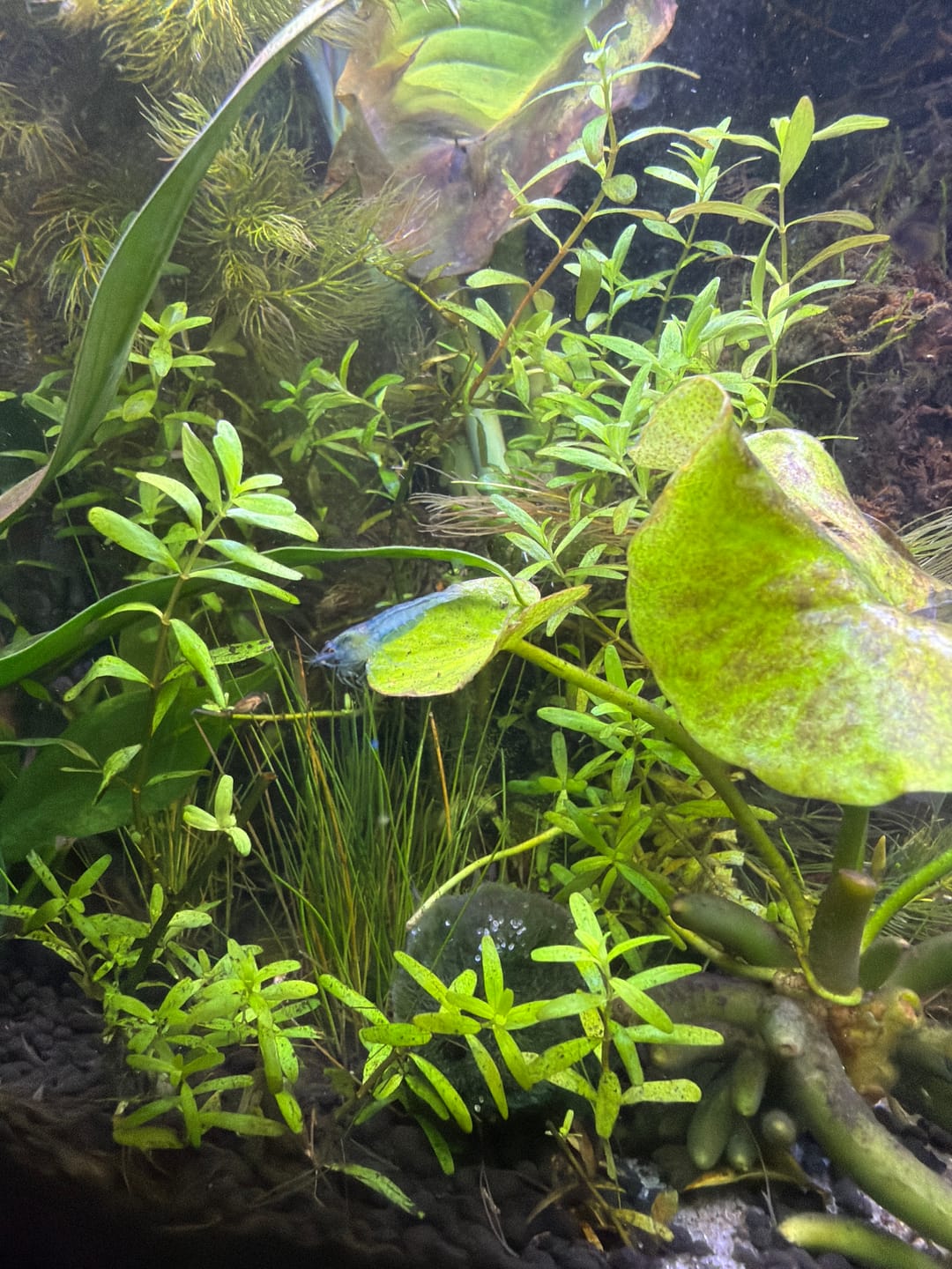 Customer photo review of Blue Velvet Shrimp
