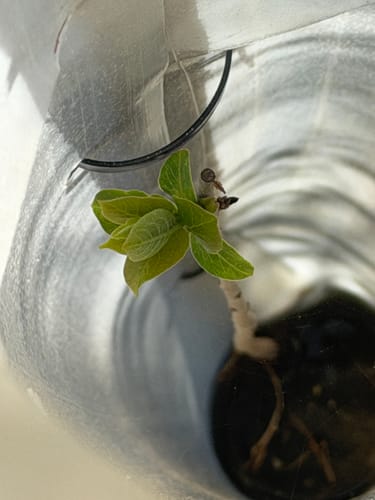 Customer photo review of American Persimmon