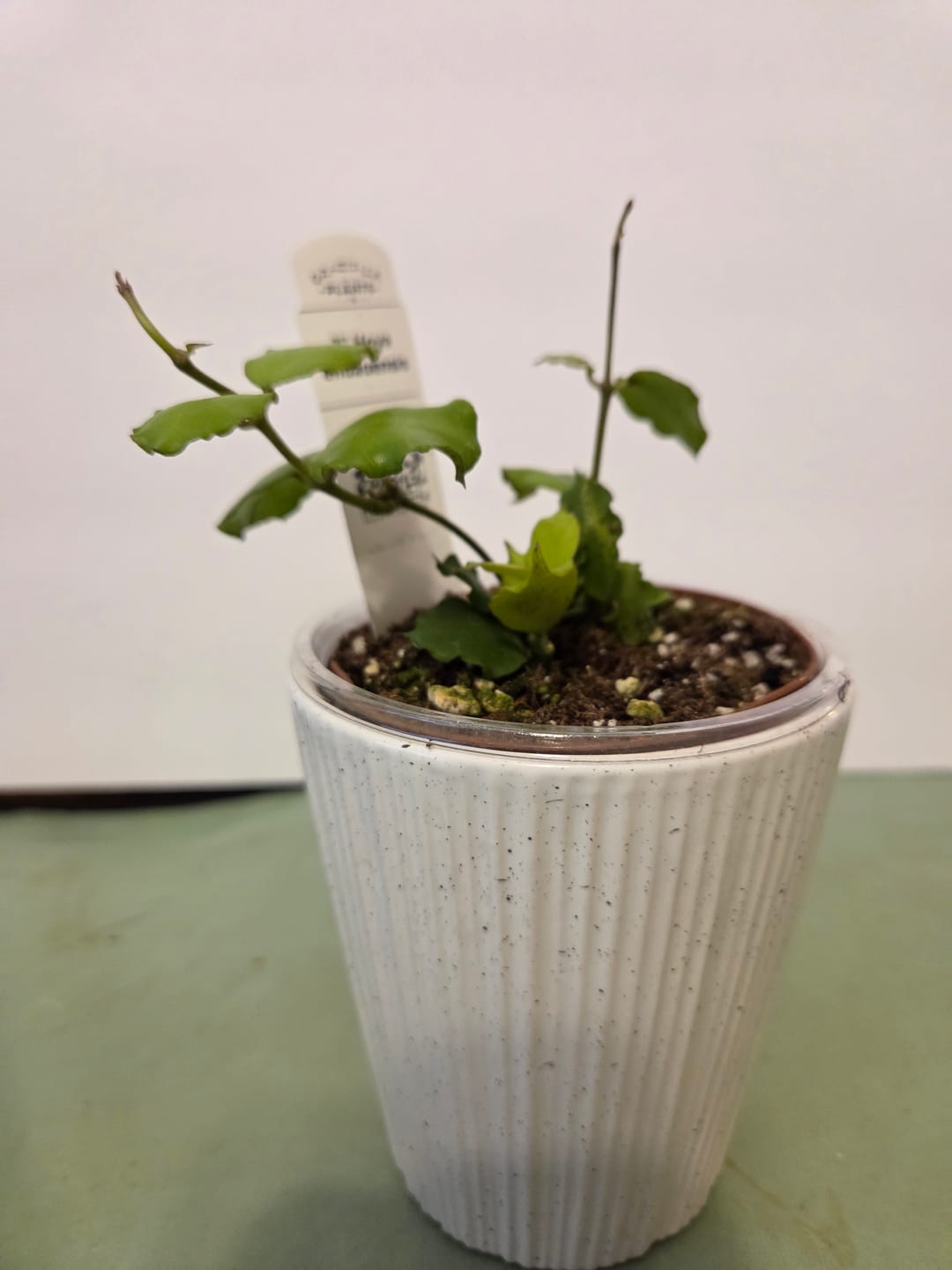 Customer photo review of Hoya endauensis