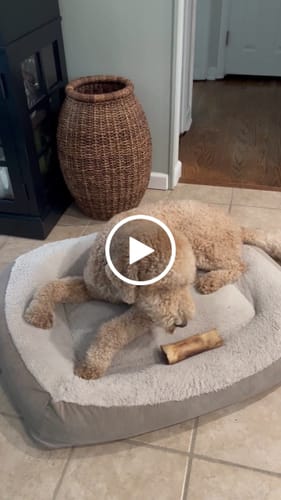 Customer video review of Split Beef Cheek Sticks