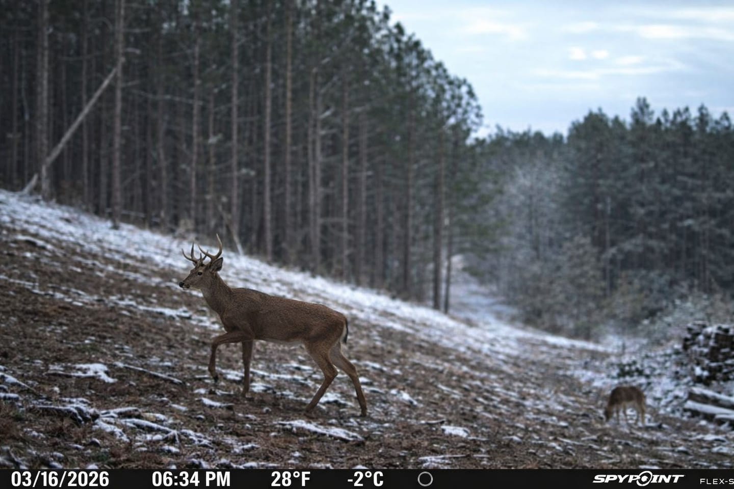 Customer photo review of Whitetail Hill Clover
