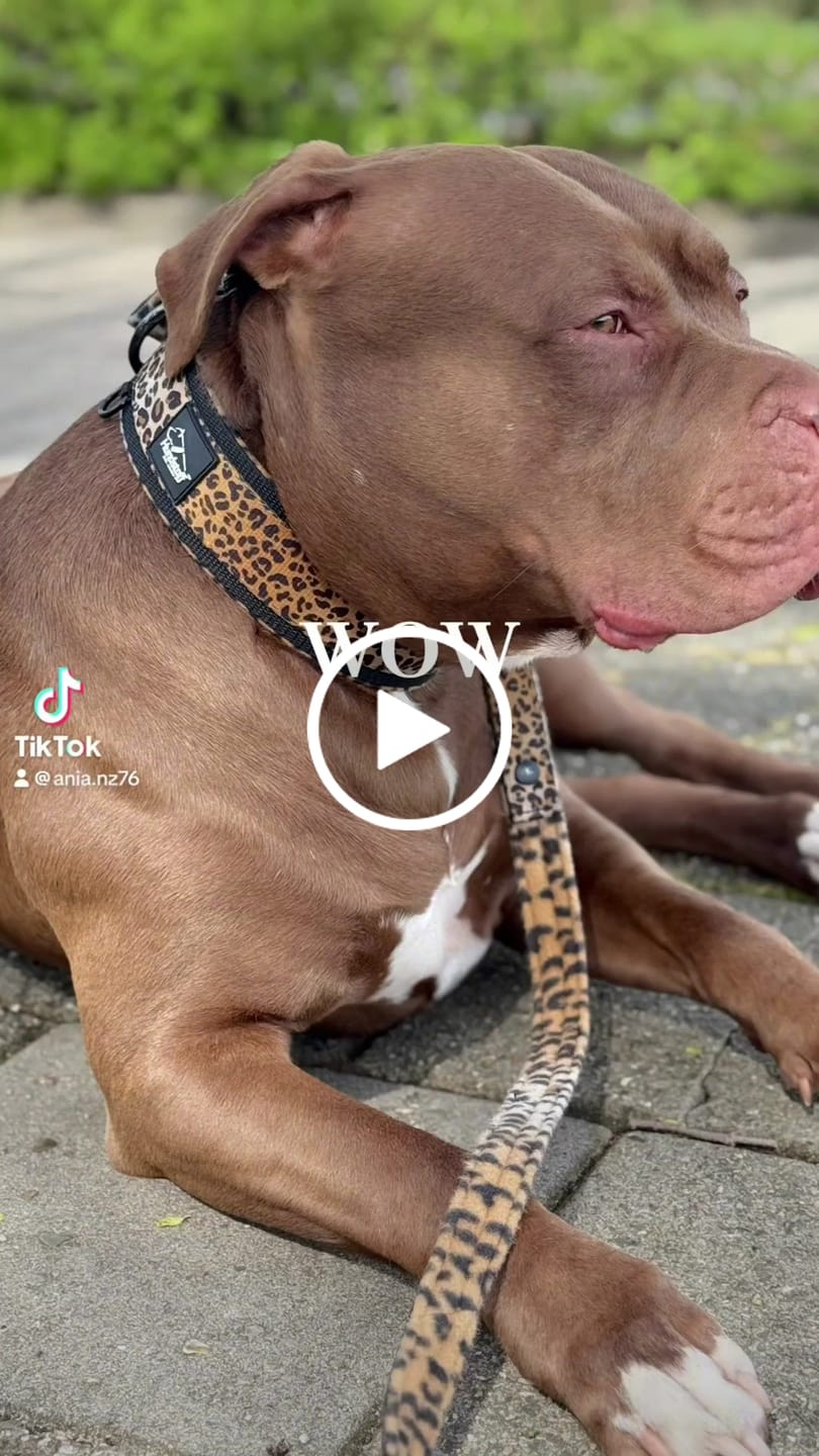 Customer video review of Active Komfort Leopard - Brett slitstarkt hundhalsband med spänne