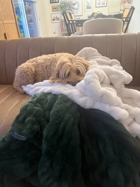 Customer photo review of Cloud Blanket