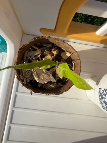 Customer photo review of Tree Pro Grow Tubes