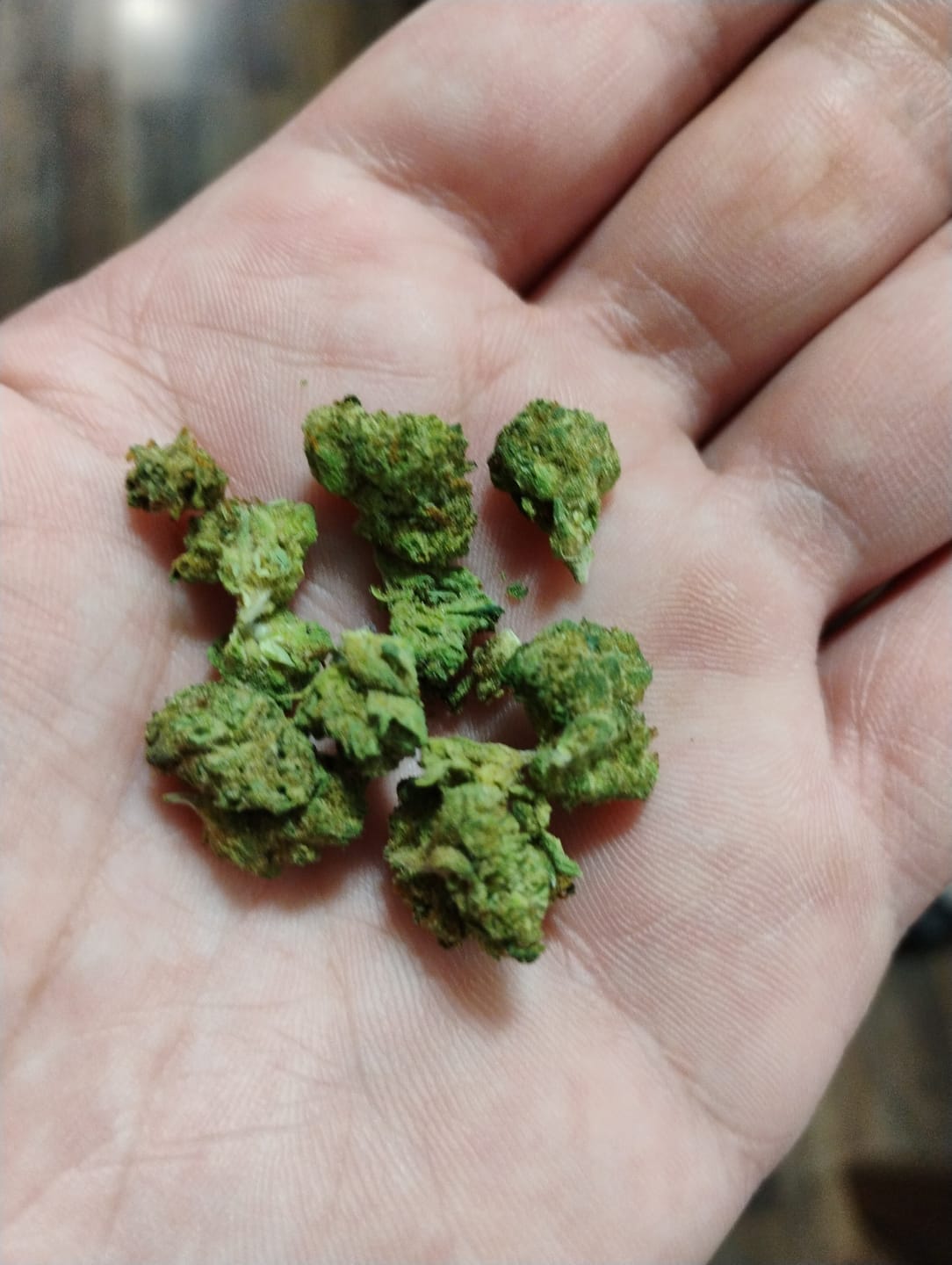 Customer photo review of Gruntz Minis - Bulk Minis - Indica